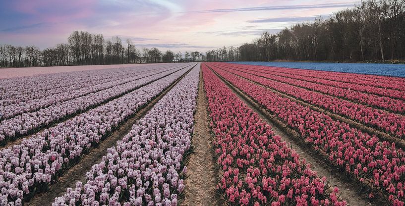 Des rangées de fleurs colorées et un ciel aux couleurs pastel. par Sanne Dost