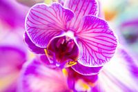 Orchidee