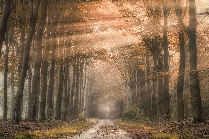 It's raining sunshine by Niels Barto