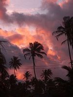 Pink Sky Palm Trees