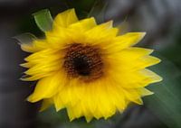 Dynamische zonnebloem in ICM-technologie