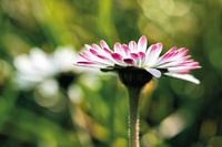 Gänseblümchen im fröhlichen Licht