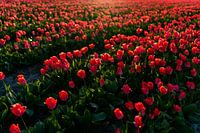 Red Tulips - Bulb Region Noordwijk