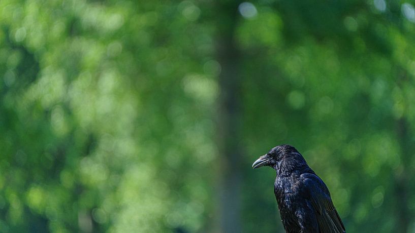 Black crow sits resting in the forest by Eagle Wings Fotografie