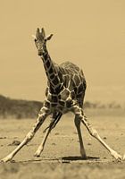 Drinking Reticulate Giraffe