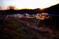 Schapenwol aan prikkeldraad