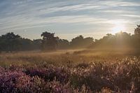 Zonsopkomst over bloeiende heide