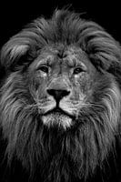 photo de lion