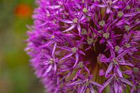 Allium paarse sensatie