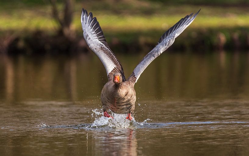 Oie de départ par Friedhelm Peters