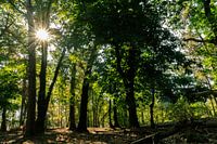 Crête de la colline d'Utrecht