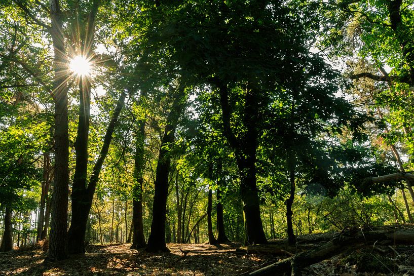 Utrecht Hill Ridge von Lisa Antoinette Photography