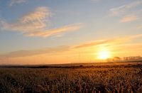 Morgentau in den Niederlanden