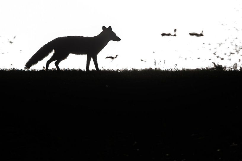 Renard dans le rétro-éclairage par Danny Slijfer Natuurfotografie
