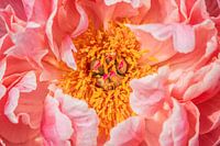 Pfingstrose Coral Charm