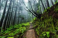 Rainy forest, Pico da Vara, Sao Miguel, Azores Portugal