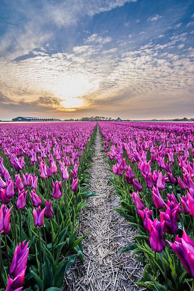tulpen bij ondergaande zon 02 von Arjen Schippers