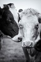 Une vache noire et une blanche se rapprochent dans l'amitié et la tendresse