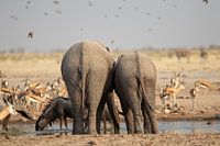 Les fesses de deux éléphants d'Afrique en train de boire.