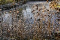 Naturszene im gefrorenen Zustand