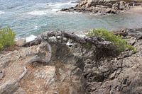 Frankrijk: Aangespoelde stronk bij Saint Aygulf