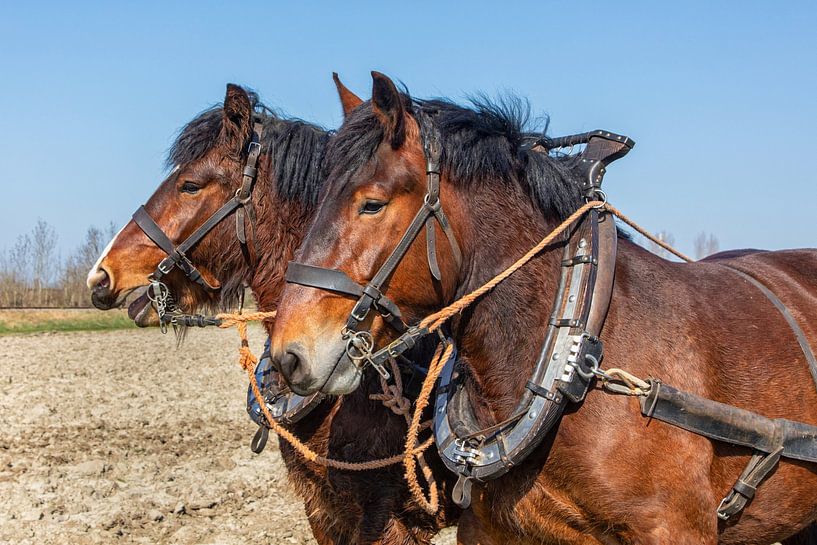 Draught horses two pair portrait by Bram van Broekhoven