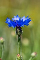 Cornflower