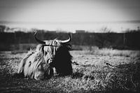 Schottischer Highlander im Huis Ter Heide de Moer