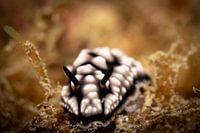 Limace de mer, L'île de Mabul en Malaisie