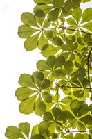 Feuille de châtaignier