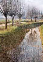 Kopfweiden entlang des Grabens