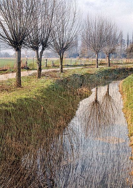 Knotwilgen langs de sloot van Anita Snik-Broeken