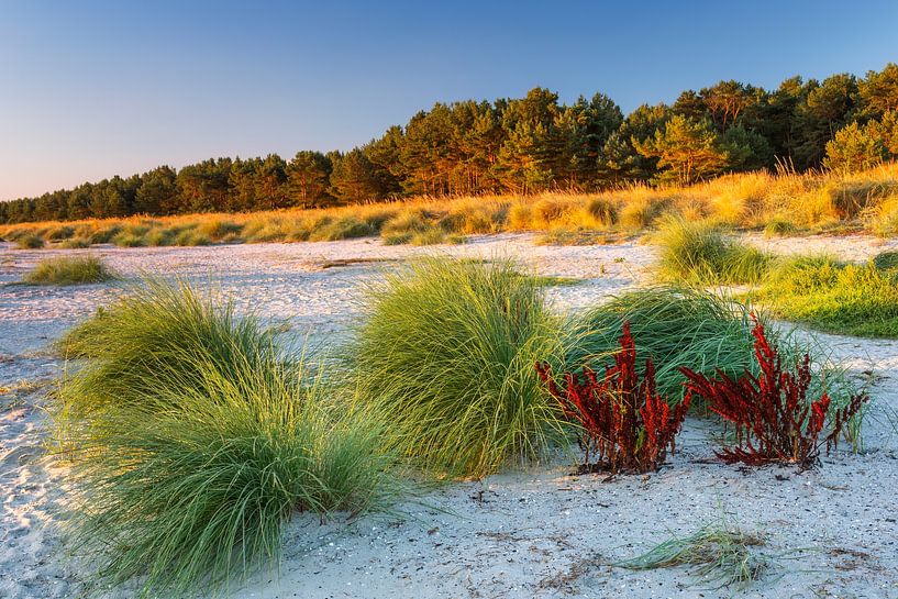 Strandpuscheln von Daniela Beyer