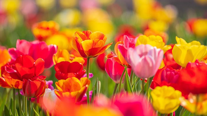 Tulips by Friedhelm Peters