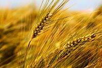 Getreide