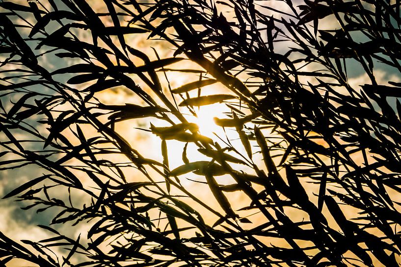 Gräser vor Sonne by Holger Debek