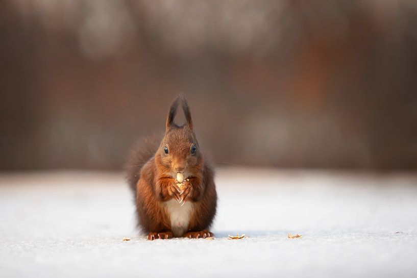 Eichhörnchen auf Eis mit einer Nuss von KB Design & Photography (Karen Brouwer)