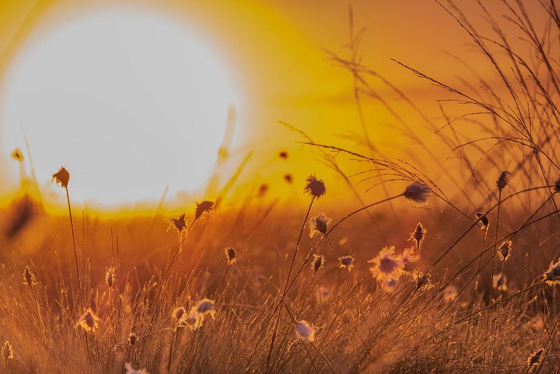 L'herbe à coton pour le lever du soleil par Kurt Krause