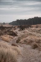 Dune area Schouwen Duiveland
