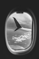 Seerosen | Bacalar-See | Mexiko