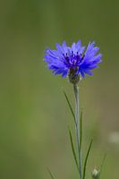 Korenbloem in het veld.