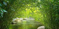 forêt de bambous avec rivière