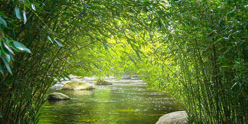 forêt de bambous avec rivière par Dörte Bannasch