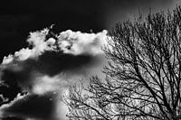 The things the sky whispers to the trees