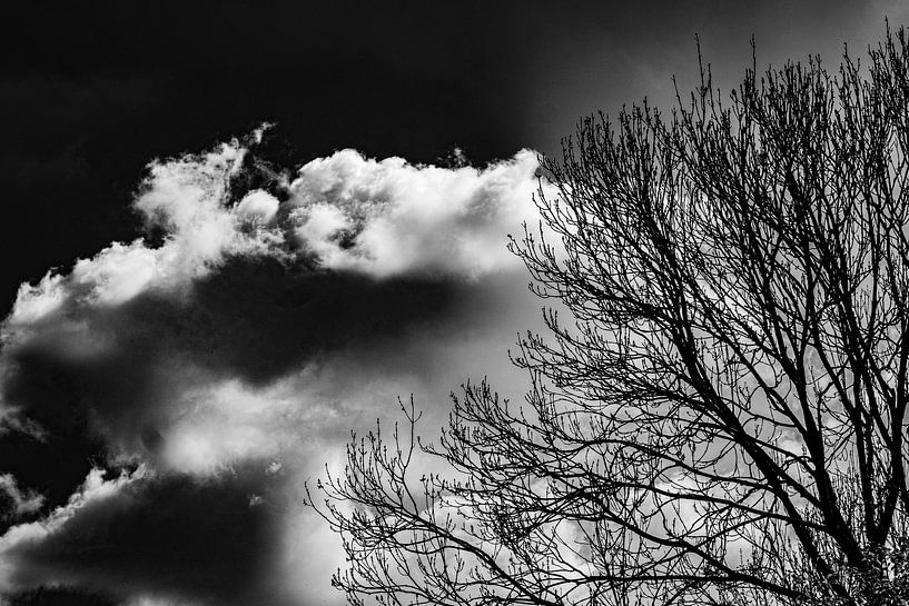 Dinge, die der Himmel den Bäumen zuflüstert von Cecile Quenum