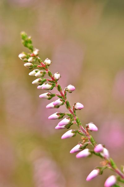 Heather Flowers by Shutterbalance