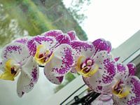 Paars-witte orchidee