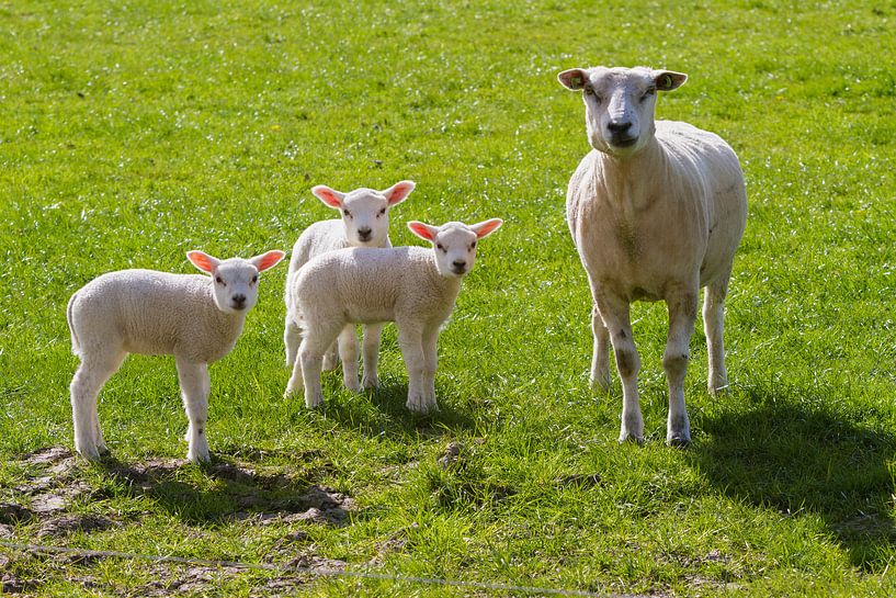 Moeder met kind par Marcel van der Voet