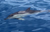 DOLFIJN (onder water)