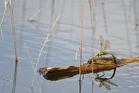 Große Kaiserlibelle